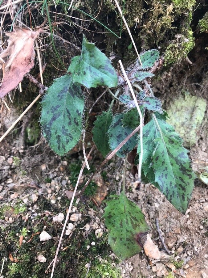 Pilosella glacialis habit