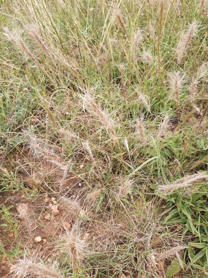 Aristida barbicollis — related species from the same genus