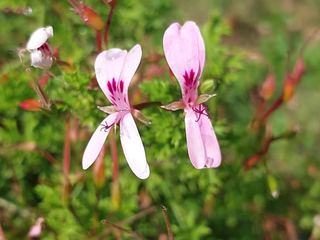 Pelargonium ternatum flower