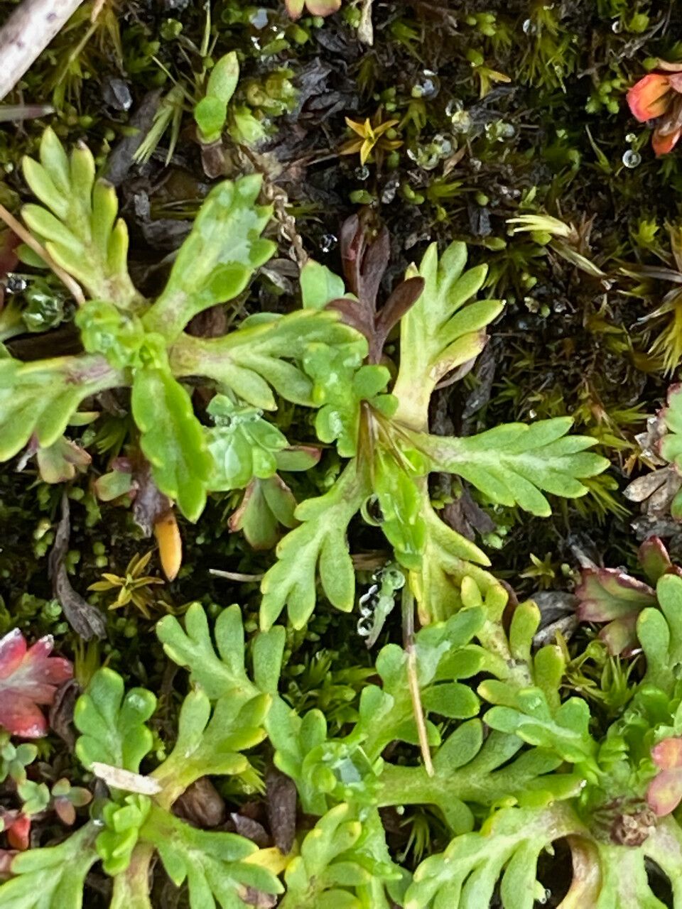 Cotula mexicana — houseplant care guide