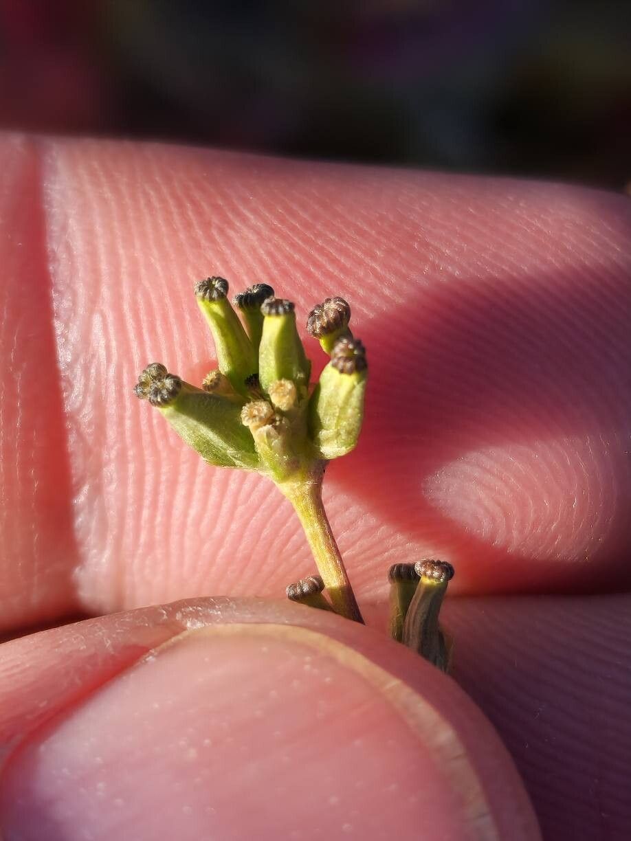 Valeriana edulis fruit