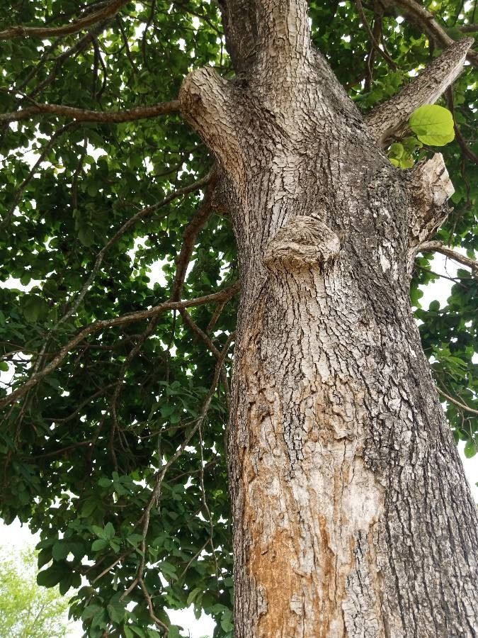 Sterculia tragacantha bark