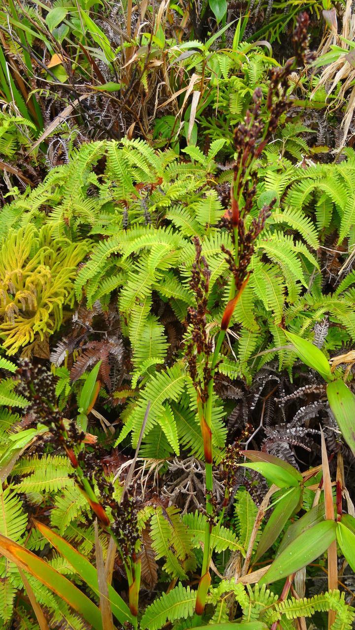 Machaerina restioides habit
