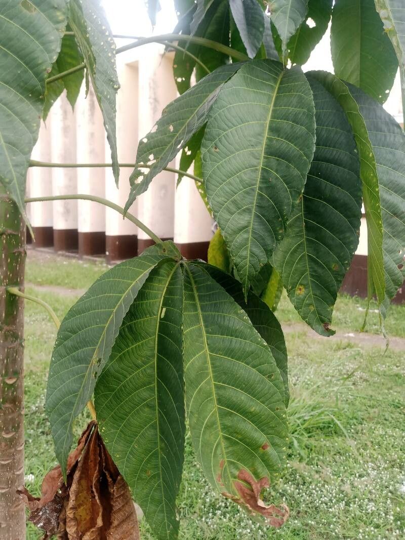 Ricinodendron heudelotii — search result for 'Ghana'