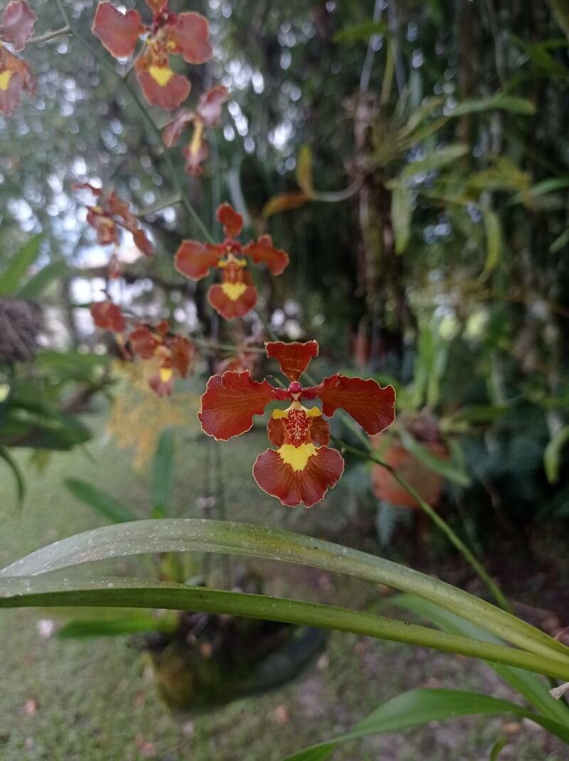 Gomesa imperatoris-maximiliani flower