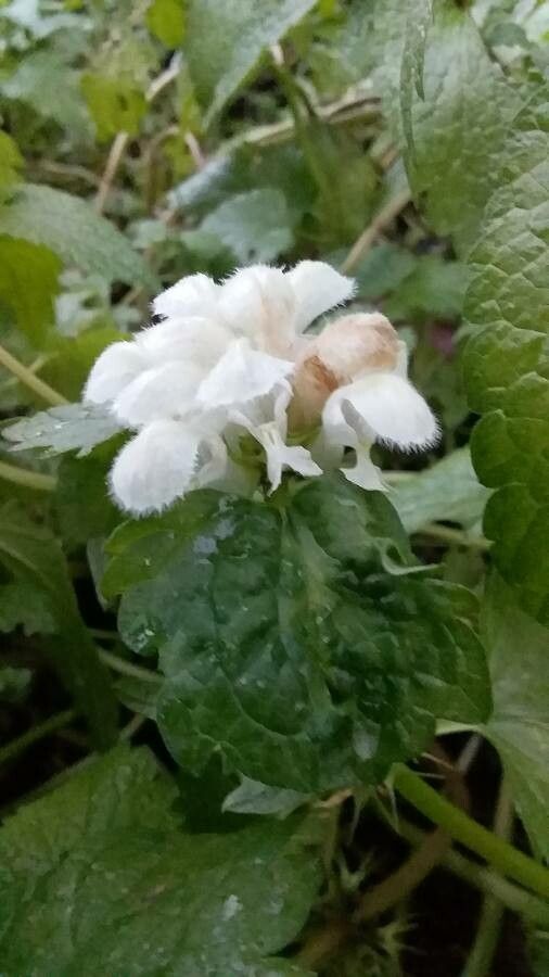 Lamium flexuosum flower