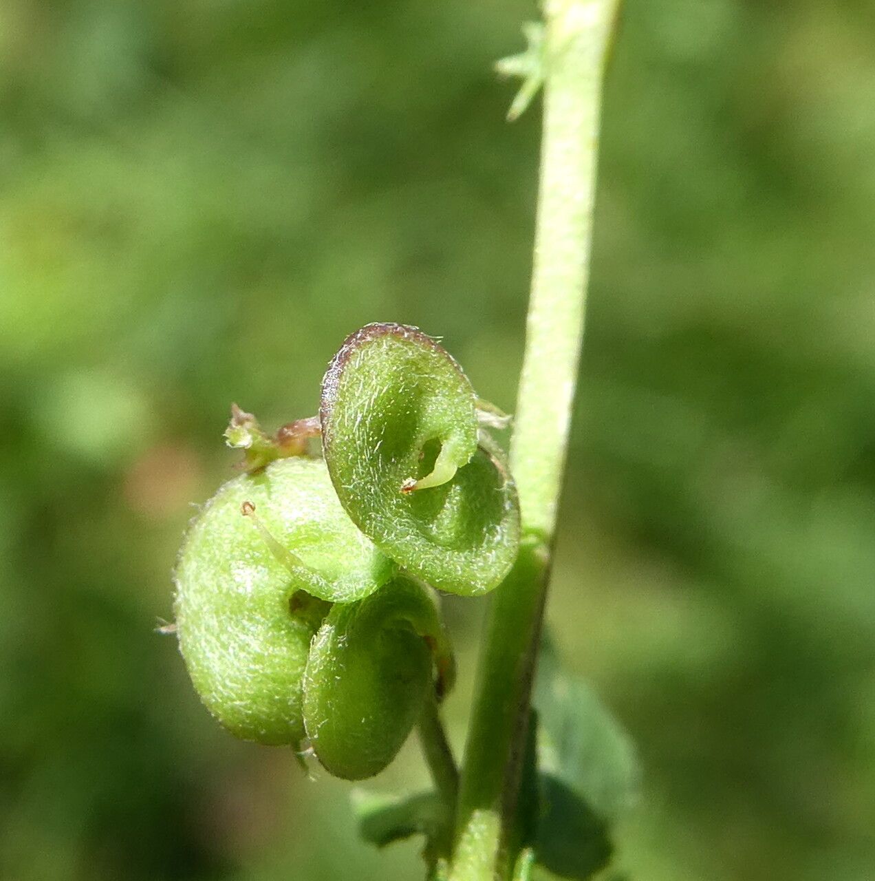 Medicago suffruticosa fruit