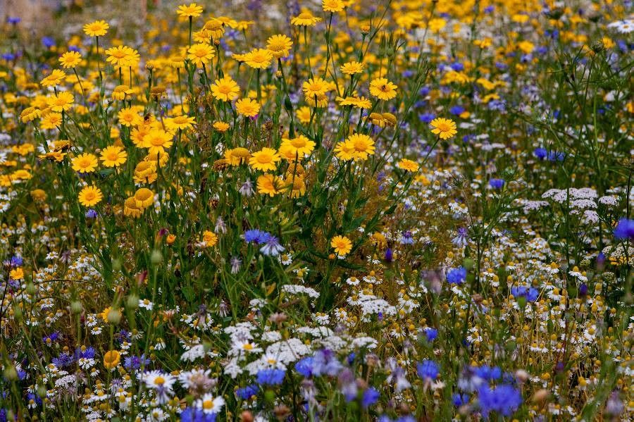 Lasthenia glabrata flower