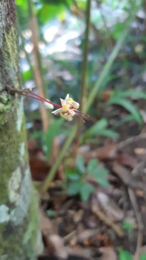 Theobroma cacao flower