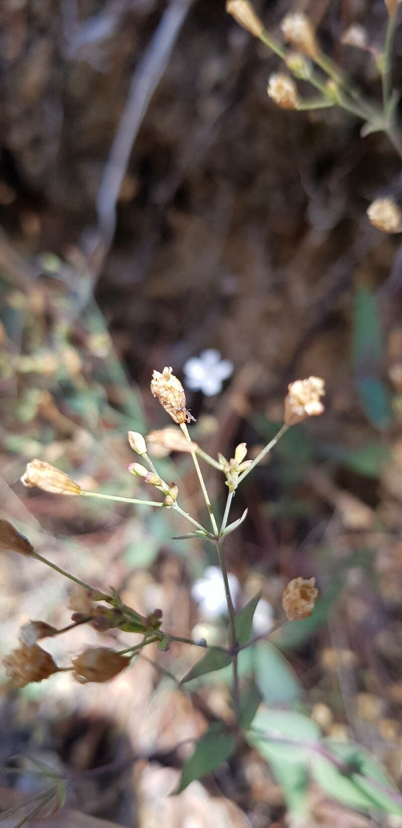 Atocion rupestre fruit