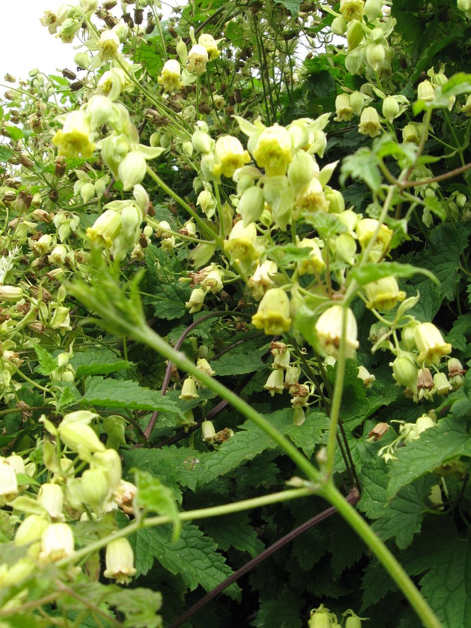 Clematis rehderiana flower