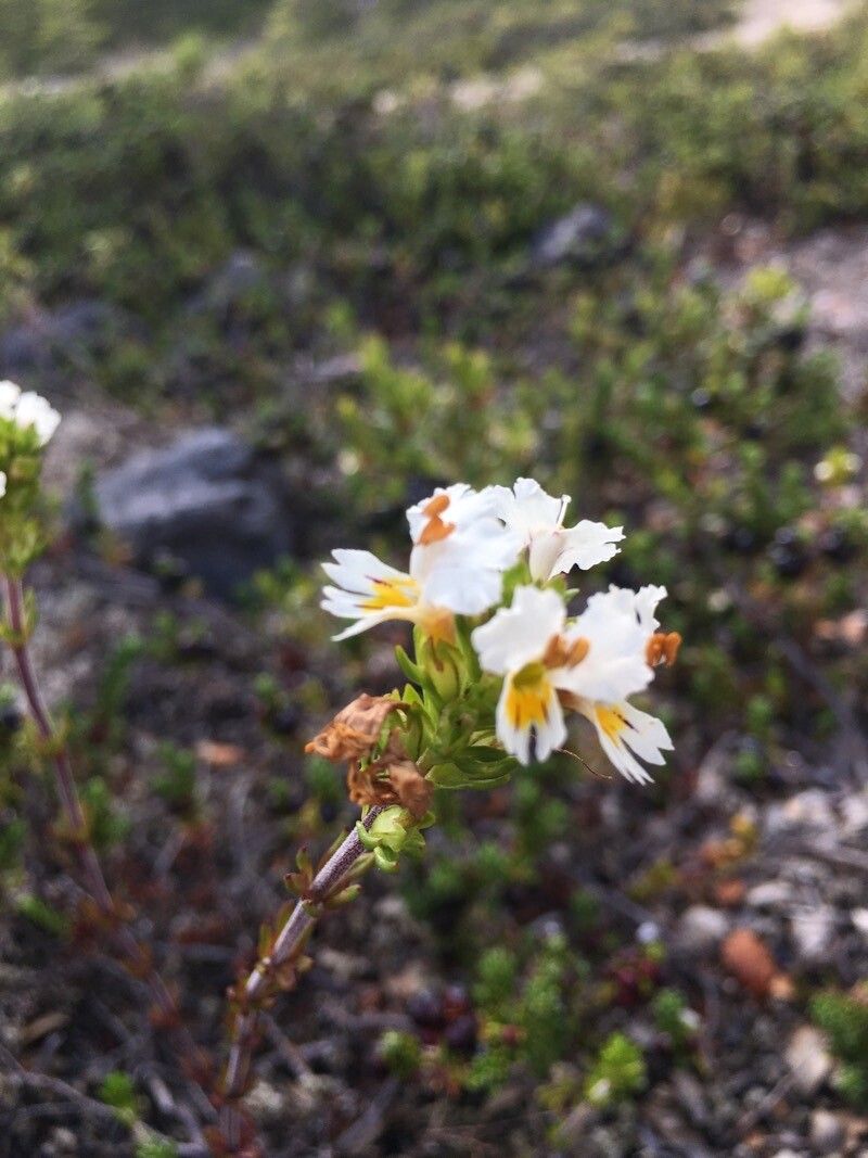 Euphrasia flavicans flower