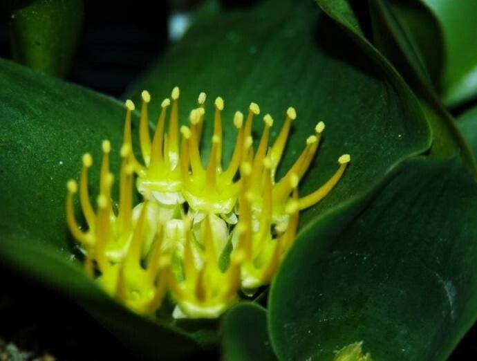 Massonia triflora — houseplant care guide