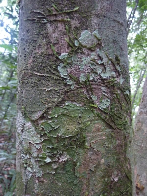 Helicostylis tomentosa bark