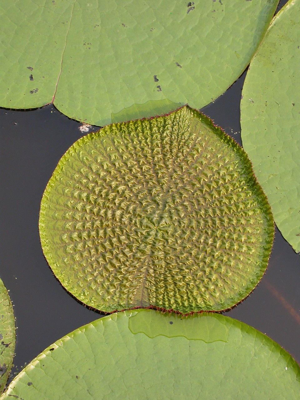 Victoria amazonica leaf