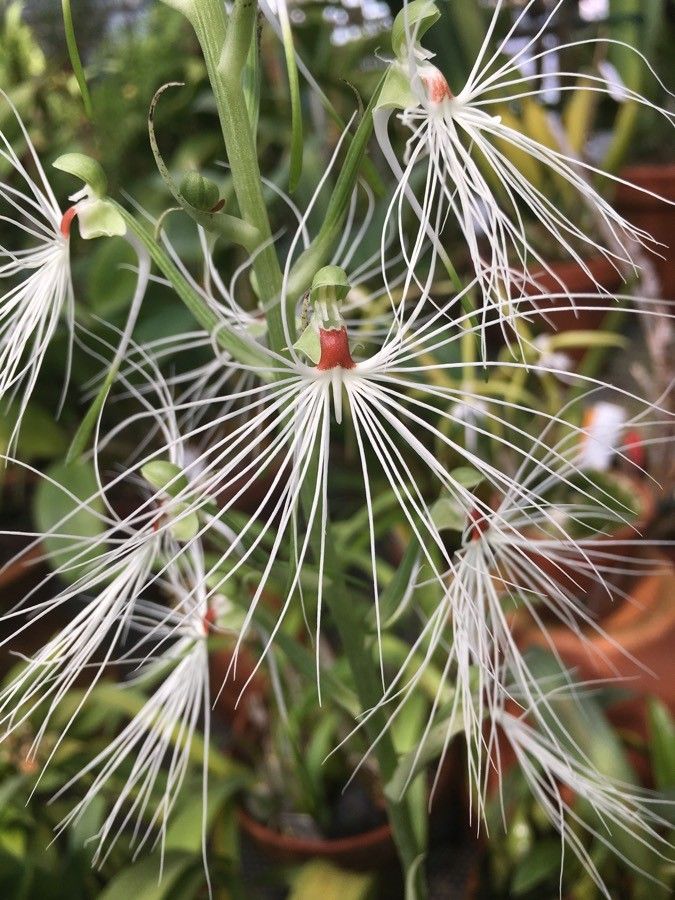 Habenaria medusa flower