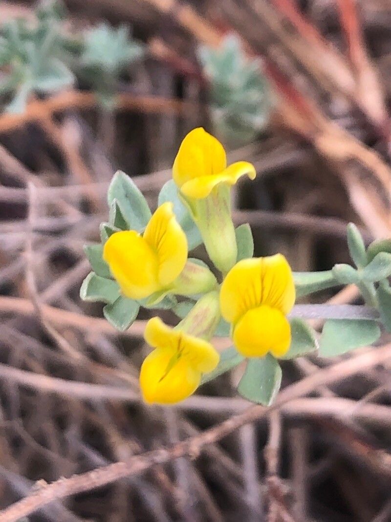 Lotus creticus flower