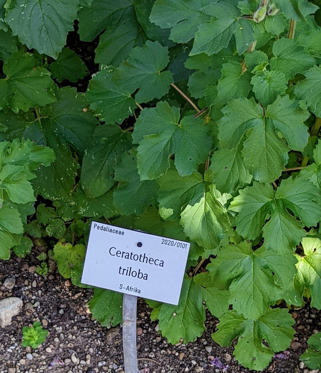 Ceratotheca triloba — search result for 'Pedaliaceae'