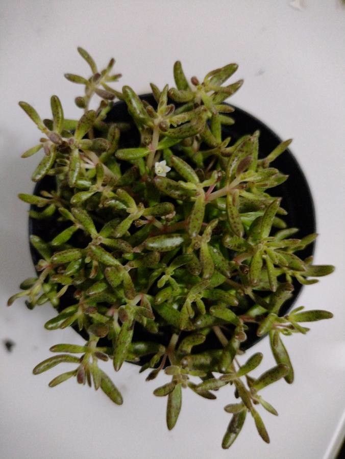Crassula humbertii flower