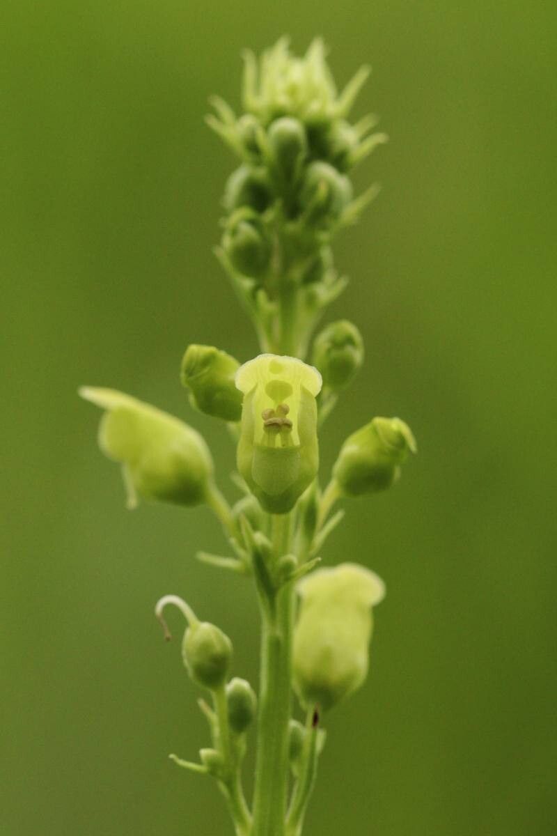Scrophularia buergeriana — related species from the same genus
