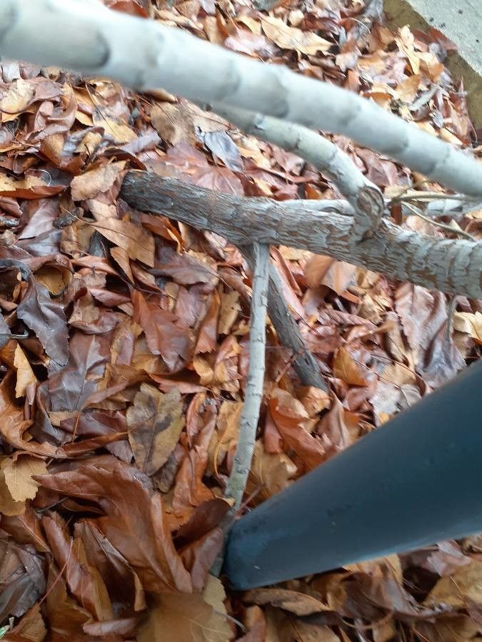 Echium fastuosum bark