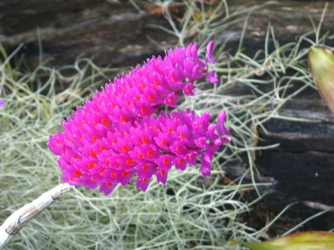 Dendrobium secundum flower
