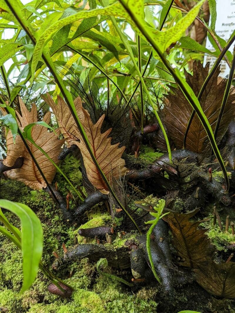 Drynaria sparsisora habit