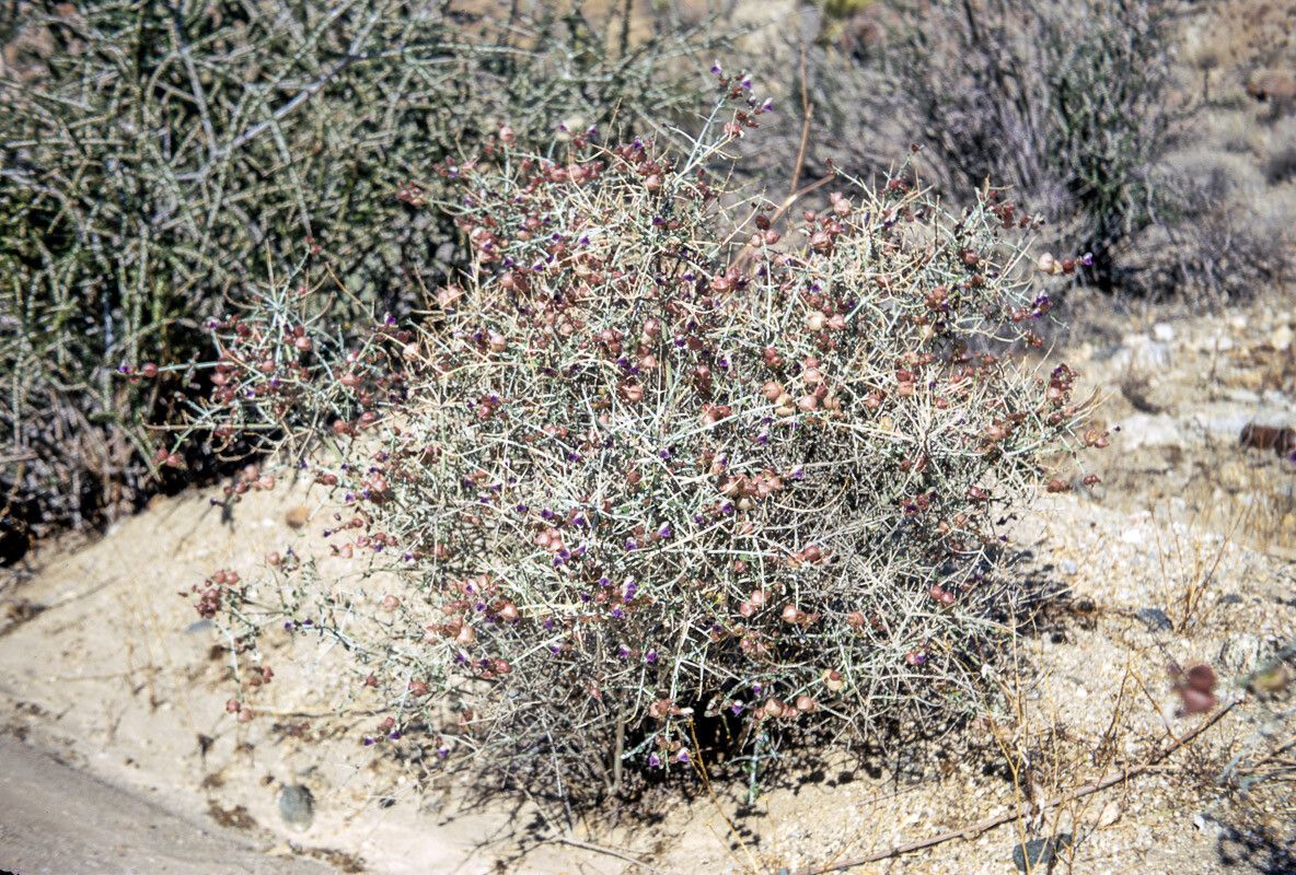 Scutellaria mexicana habit