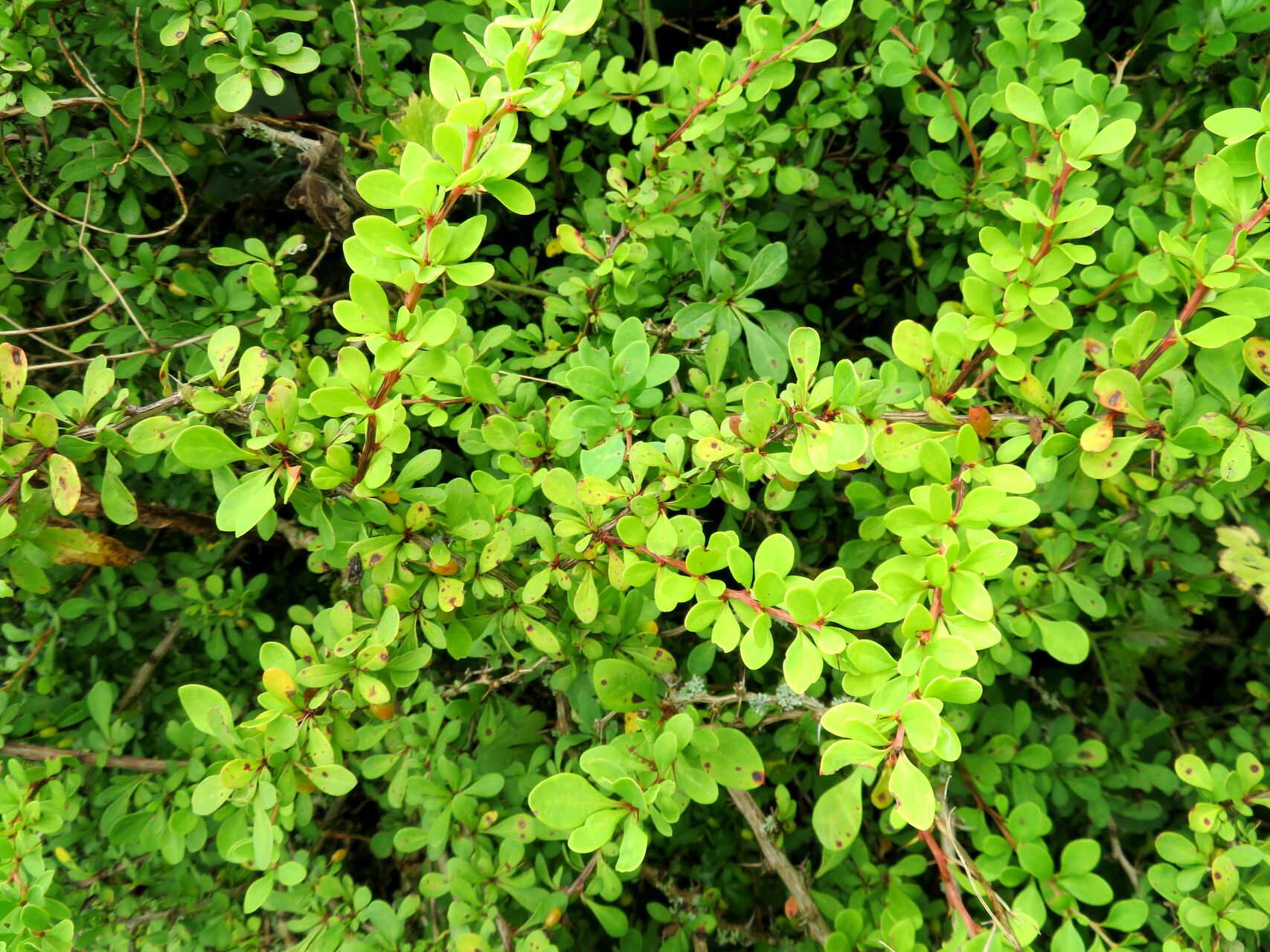 Berberis dictyophylla habit