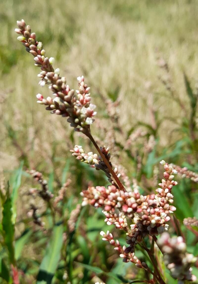 Persicaria acuminata flower