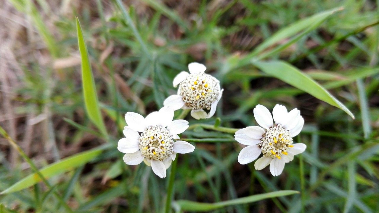 Achillea erba-rotta flower