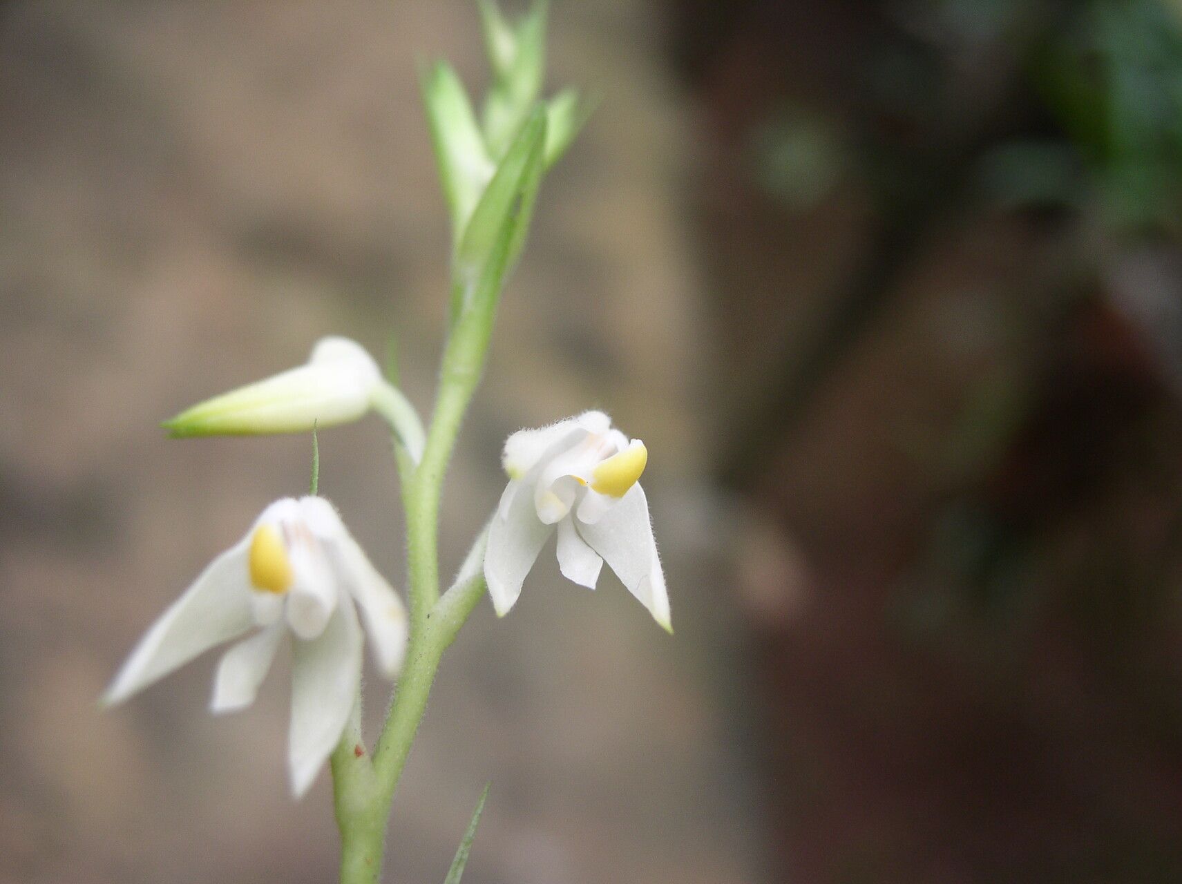 Polystachya laurentii — houseplant care guide