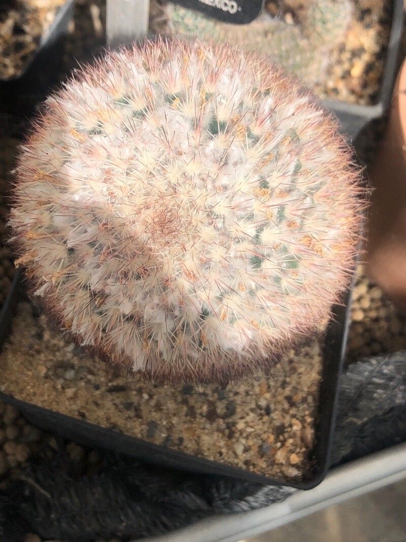 Mammillaria tayloriorum leaf