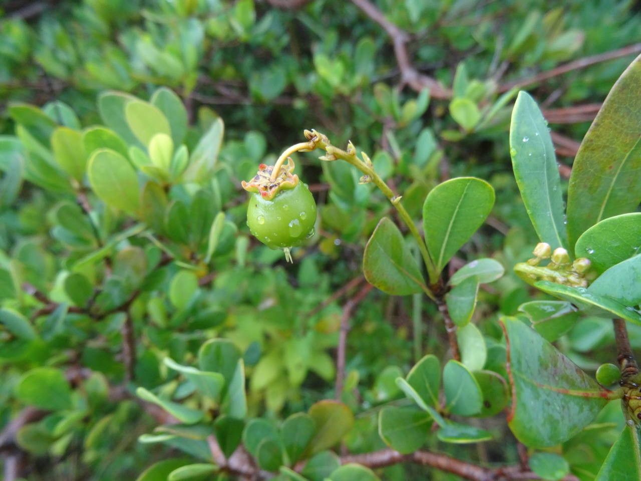 Byrsonima lucida leaf