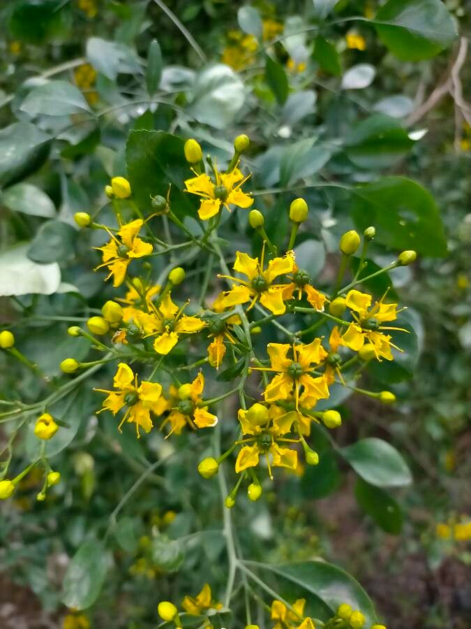 Ruta pinnata — houseplant care guide