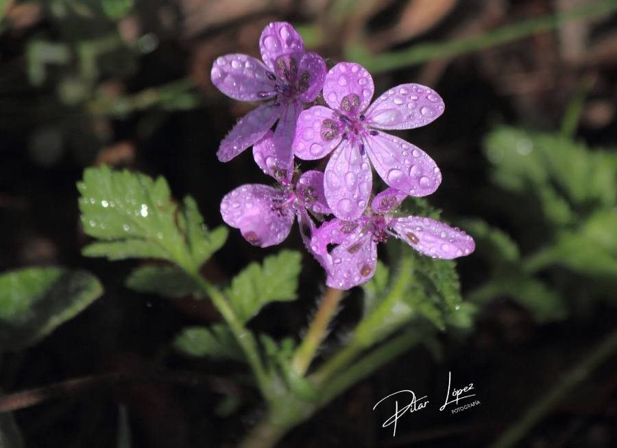 Erodium primulaceum flower