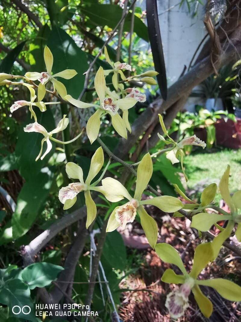 Encyclia incumbens flower