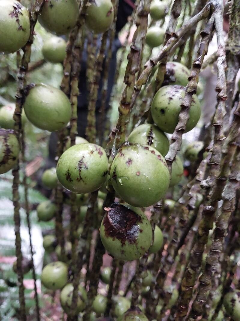Dypsis utilis fruit