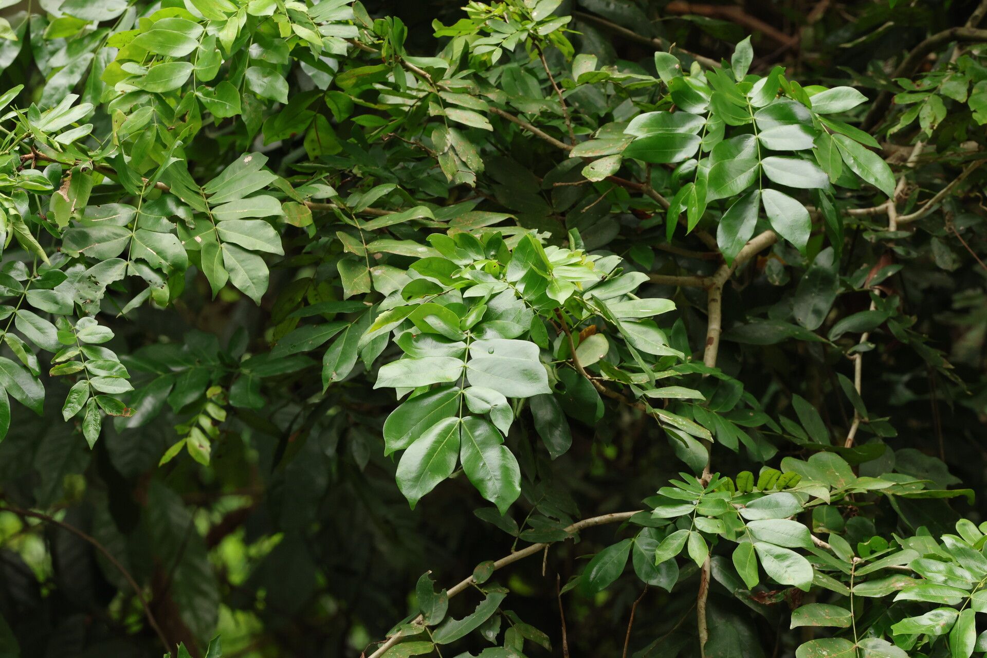 Julbernardia brieyi — related species from the same genus