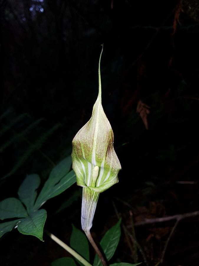 Arisaema polyphyllum flower