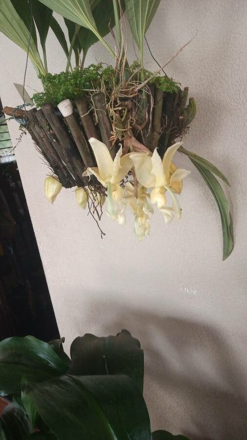 Coelogyne pallida flower