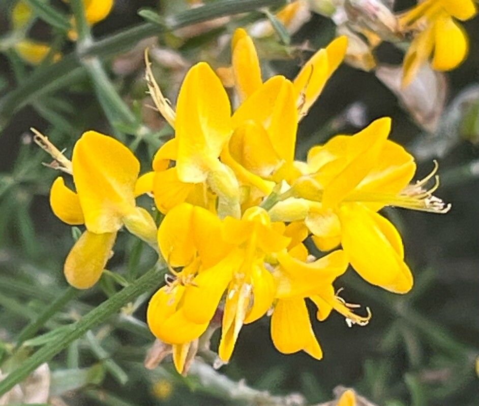 Genista dorycnifolia flower