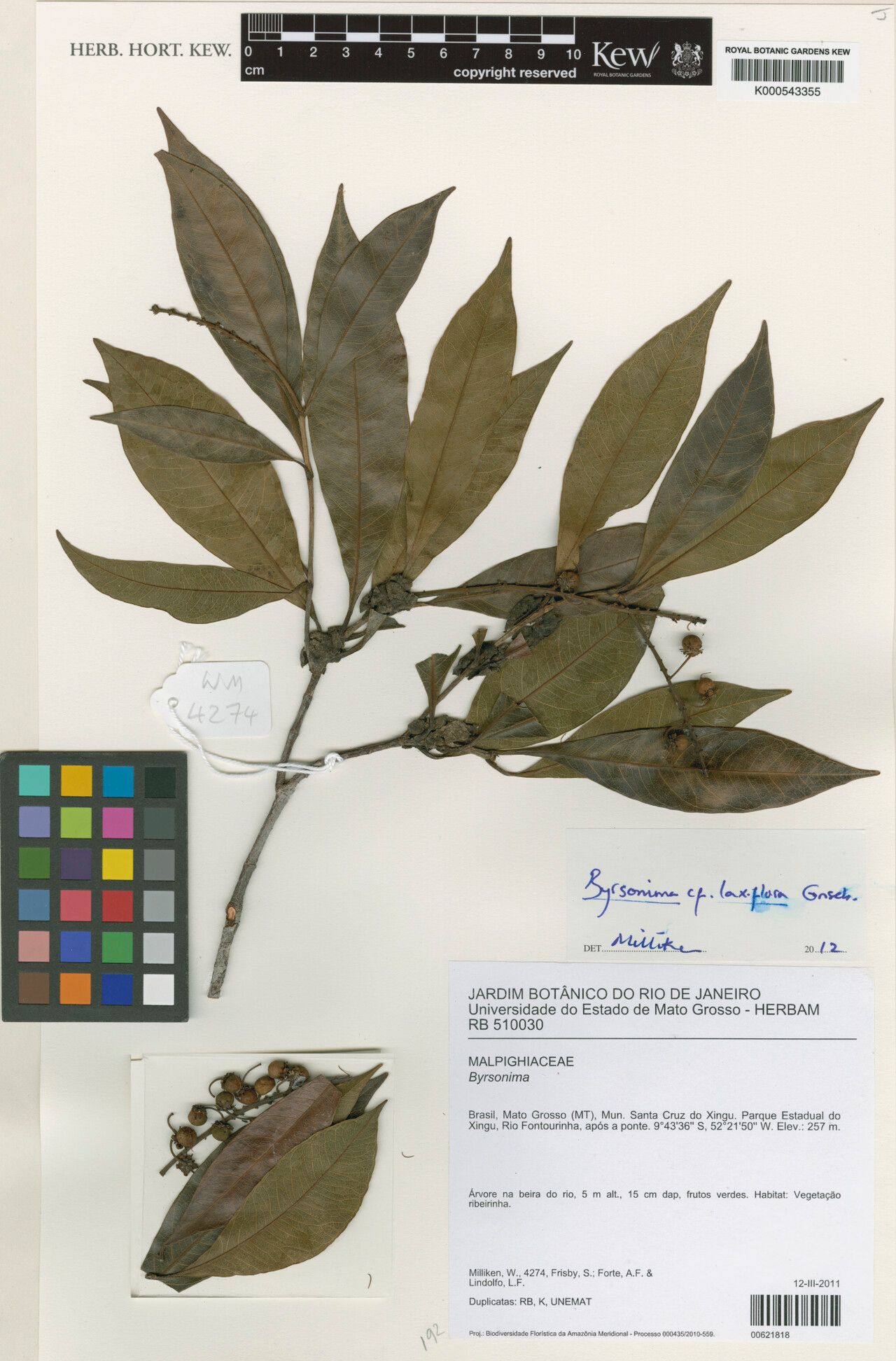 Byrsonima laxiflora other