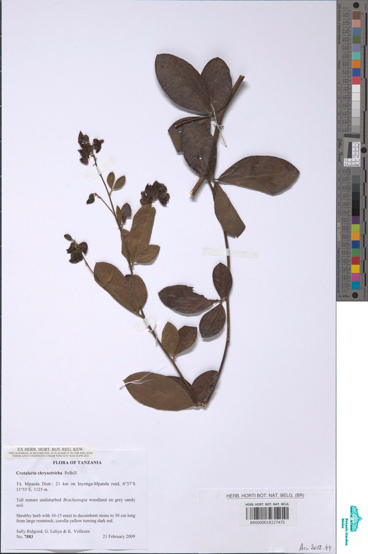 Crotalaria chrysotricha — houseplant care guide