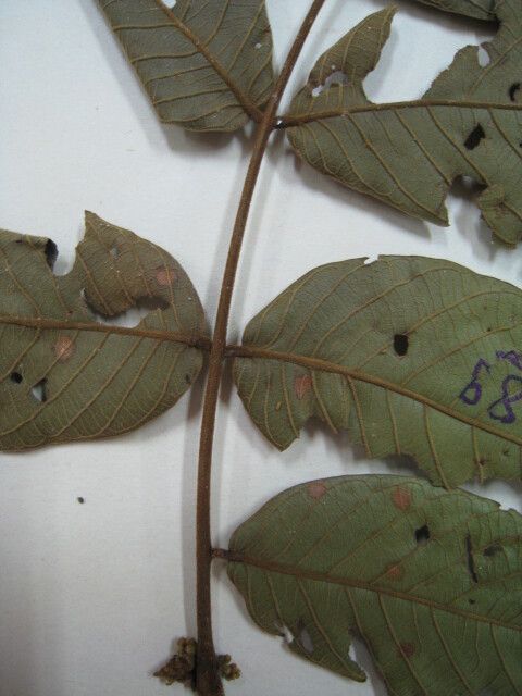 Inga rubiginosa leaf
