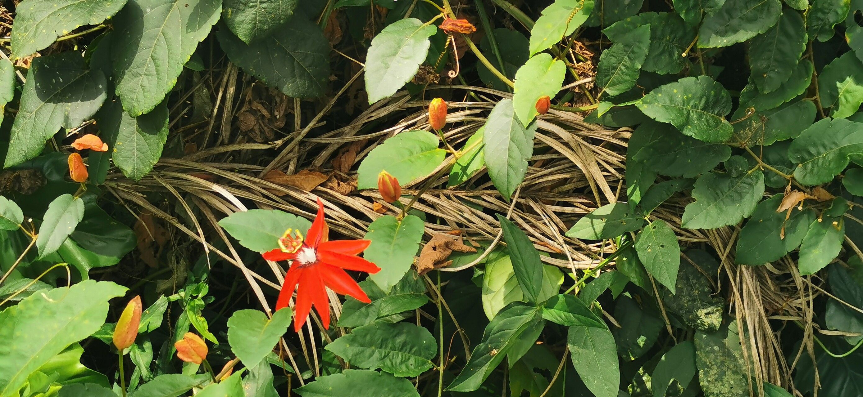 Adenia heterophylla flower