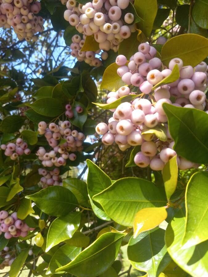 Syzygium oleosum fruit
