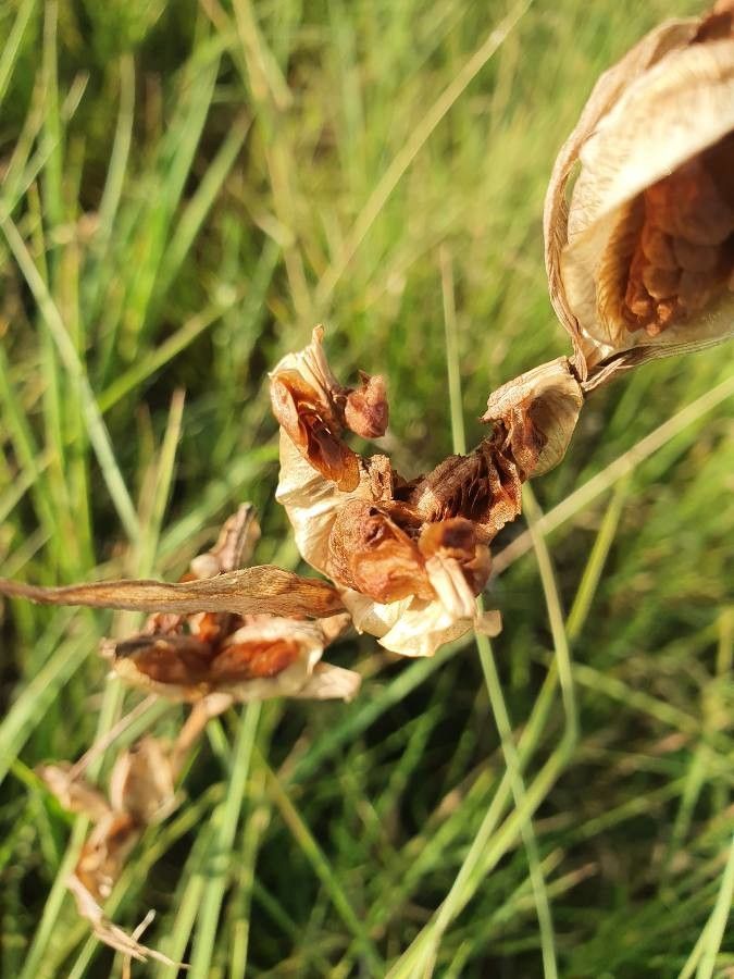 Gladiolus gunnisii fruit