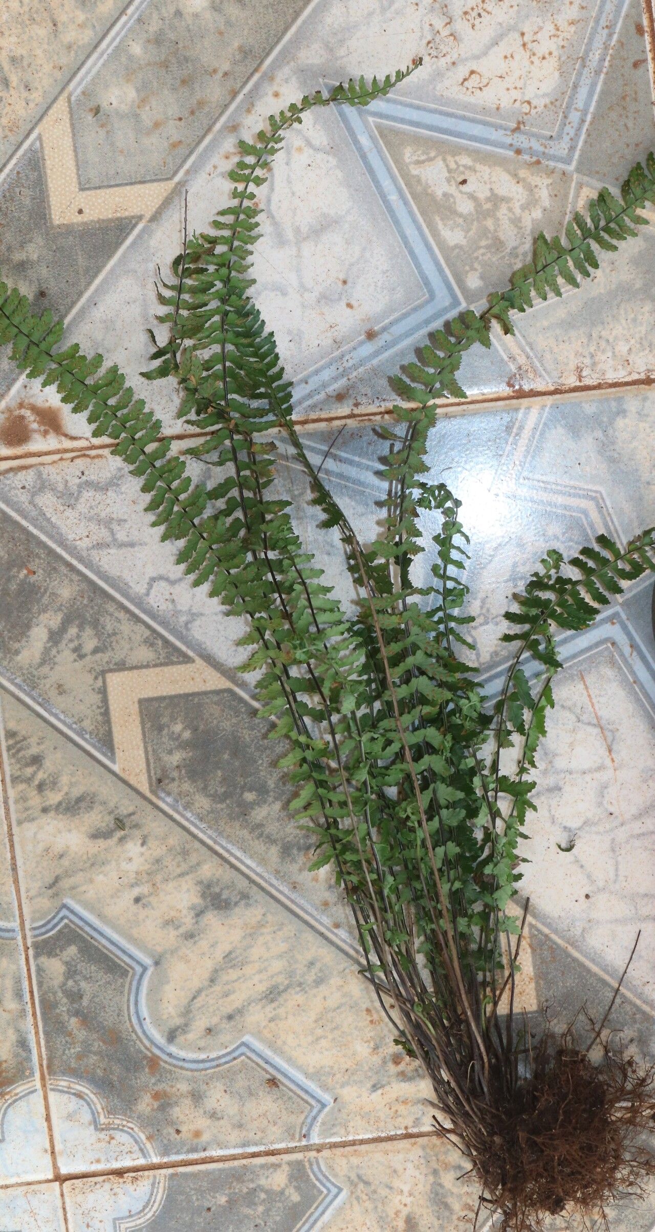 Asplenium erectum habit