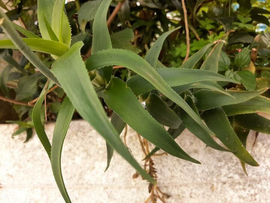 Aloe ciliaris